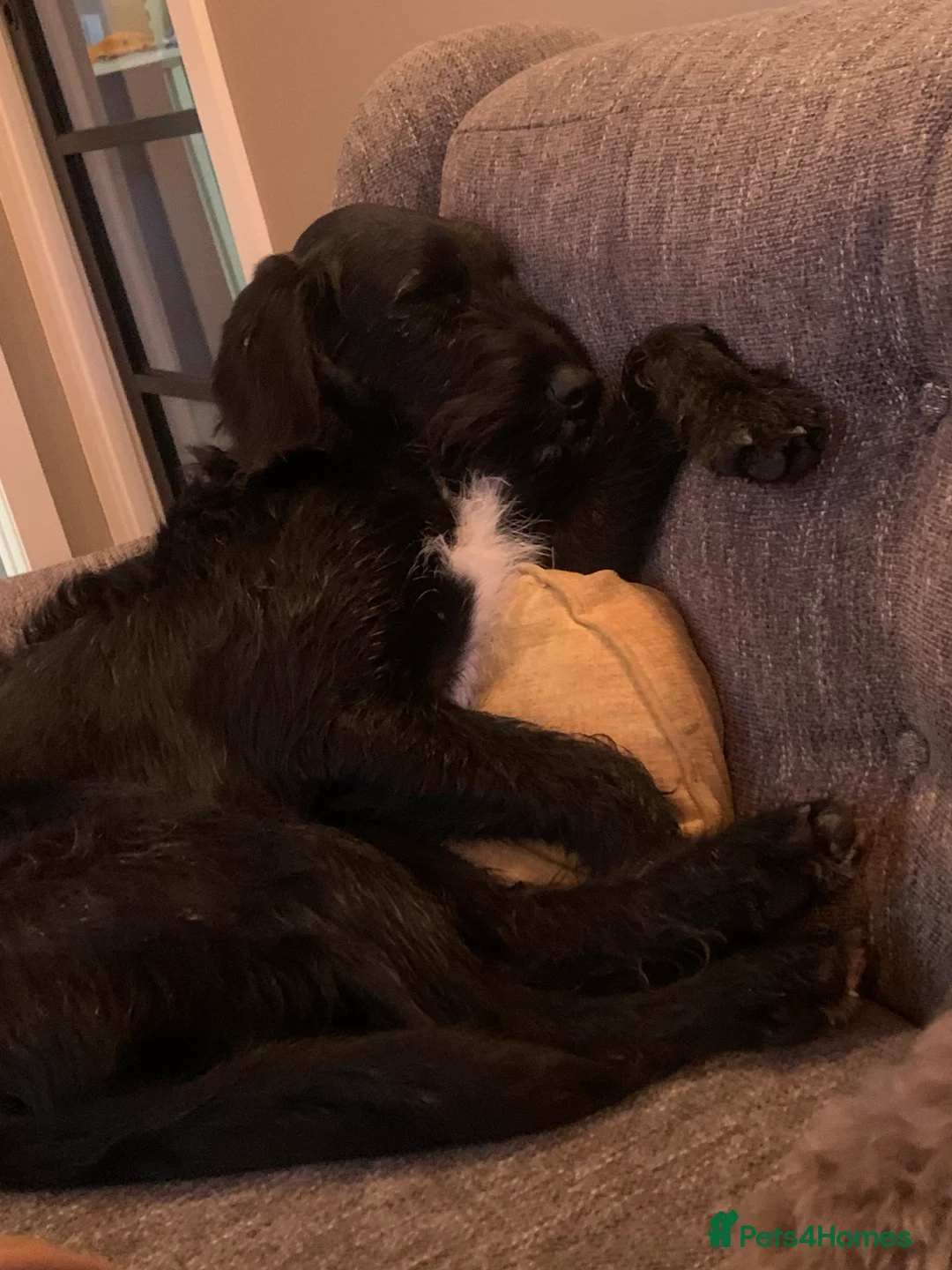 Labradoodle dogs for stud: F1b Miniature Labradoodle (Fully Health Tested) - Advert 29