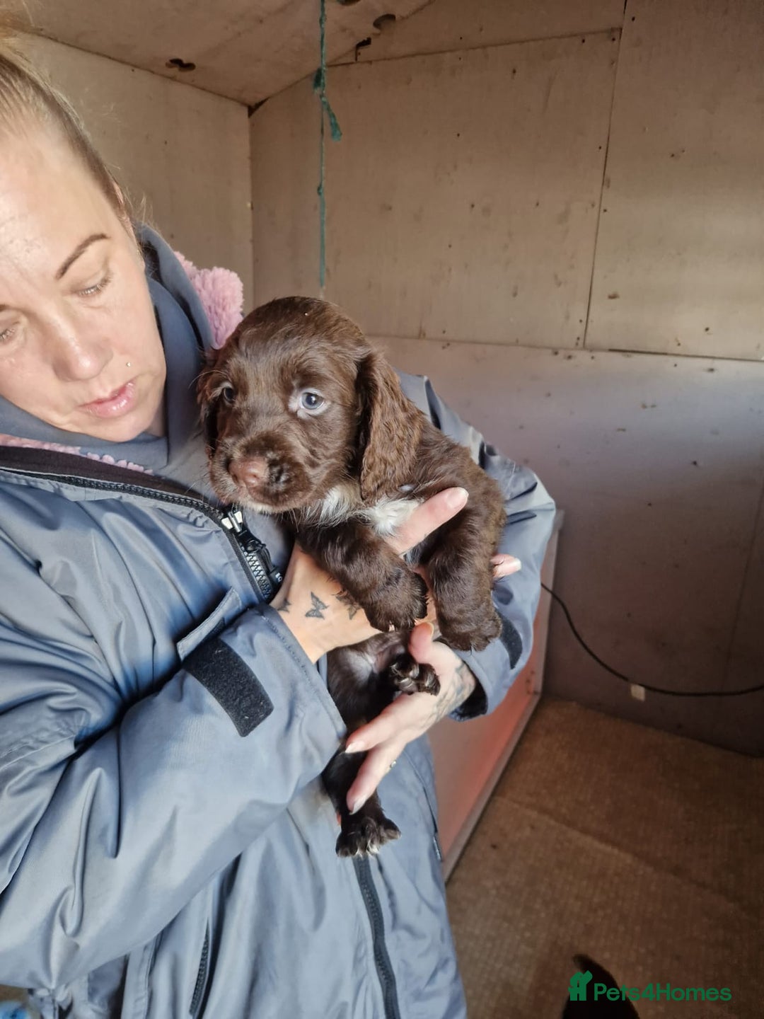 Sprocker dogs for sale: Beautiful sprocker puppies - Advert 2