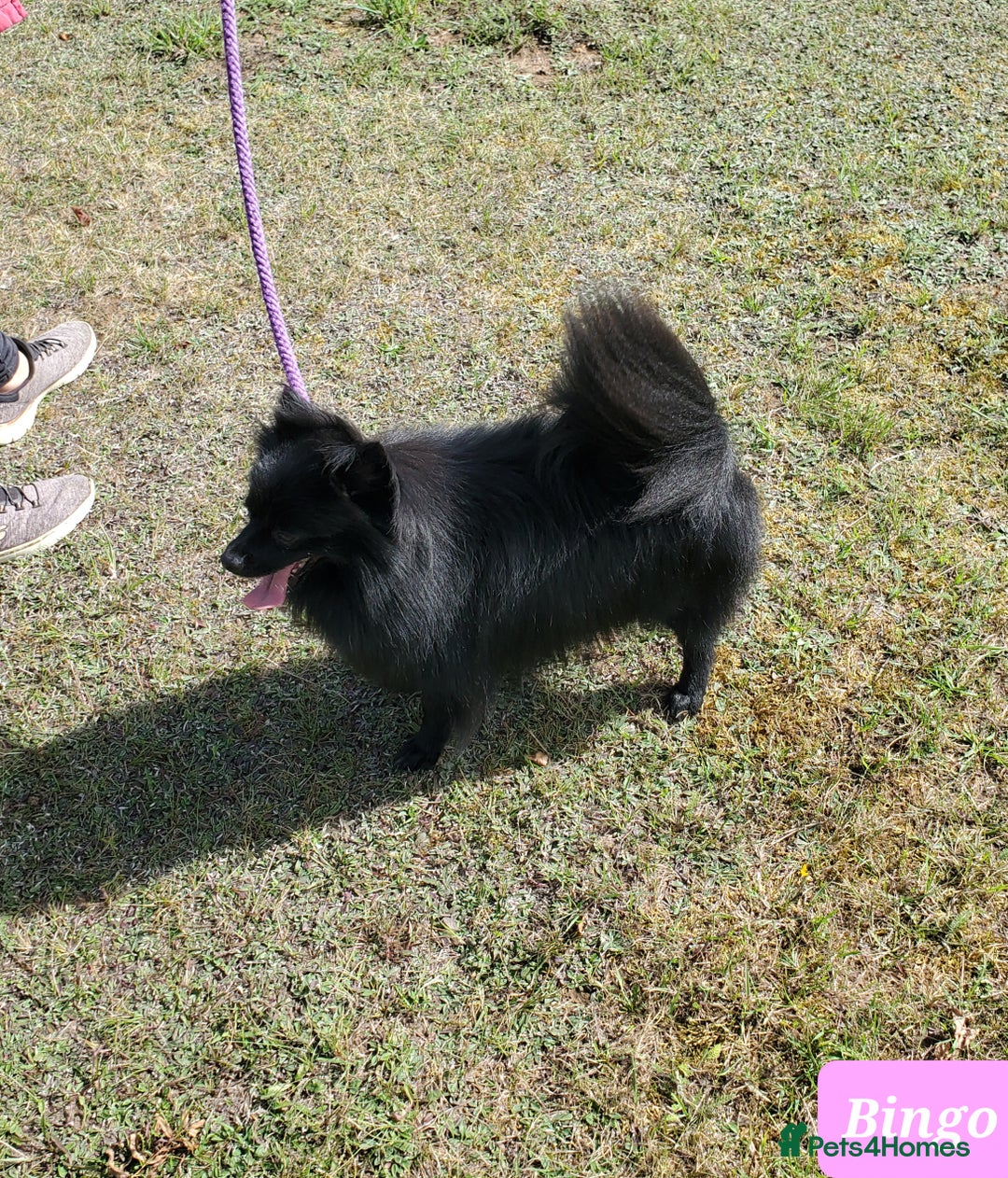 German Spitz dogs for sale: Bluey & Bingo looking for Loving Homes.  - Advert 18