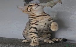 Bengal cats for sale: 1 beautiful bengal girl ready to leave now - Image 6