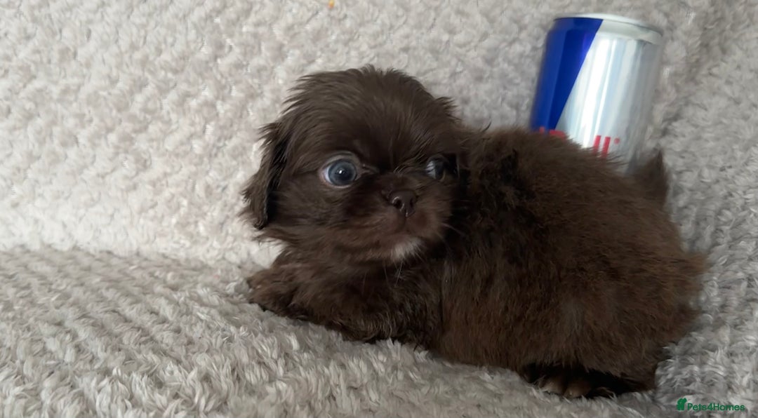 Mixed Breed dogs for sale: Tiny Pugingese pups  - Image 15