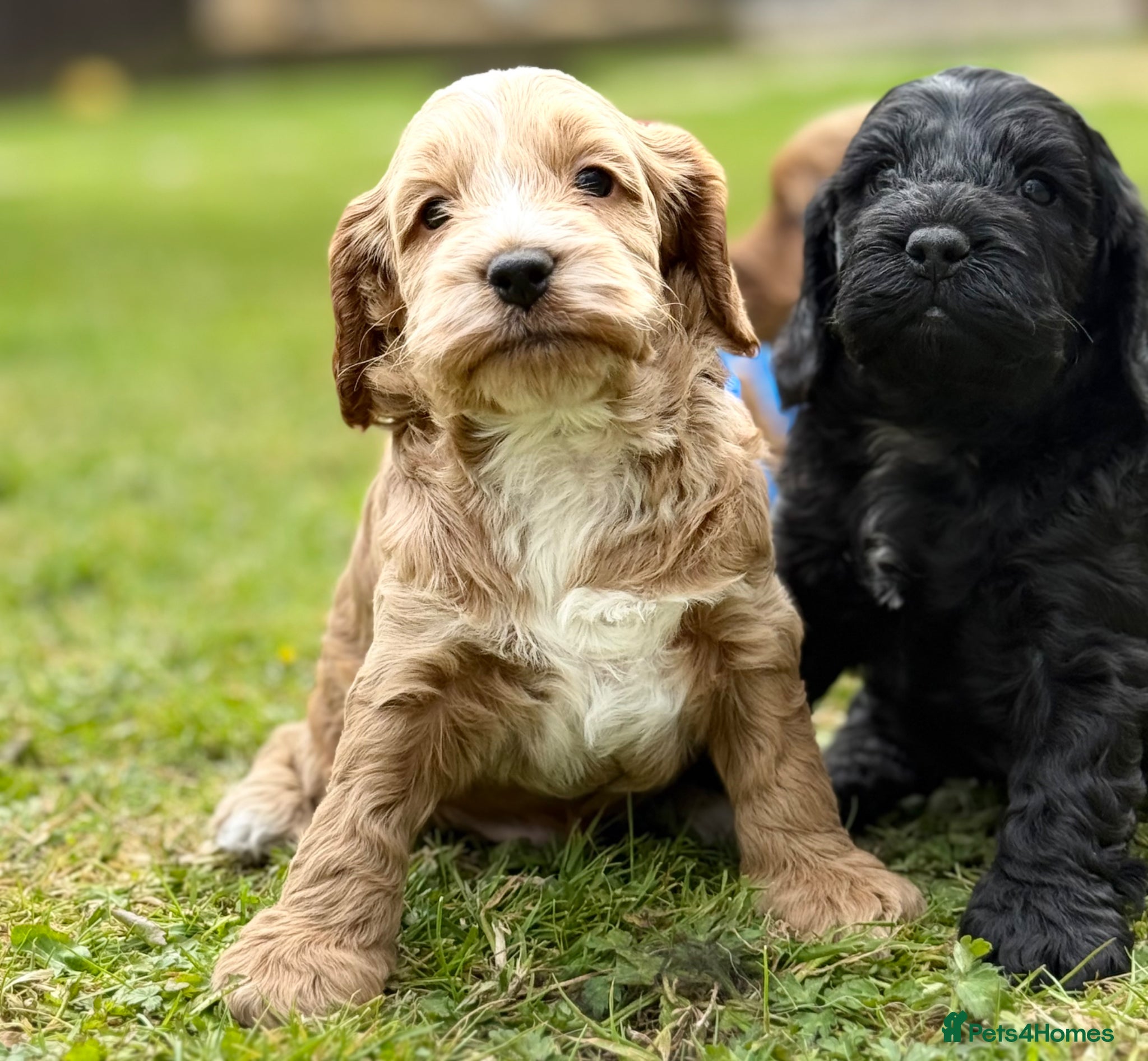 Cockapoo dogs F1 show line cockapoo puppies - Advert 1