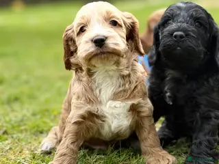Cockapoo dogs F1 show line cockapoo puppies - Advert 7