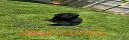 Mini Goldendoodle dogs for sale: F1 Miniature Goldendoodles   - Advert 7