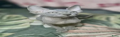 Sphynx 2