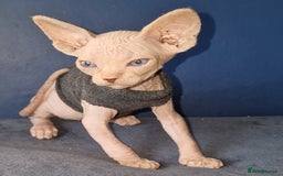 Sphynx cats for sale: Gorgeous Canadian Sphynx kittens - Image 1