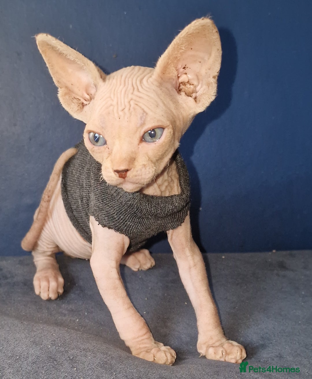 Sphynx cats for sale: Gorgeous Canadian Sphynx kittens - Image 1