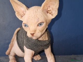 Sphynx cats - Advert 1