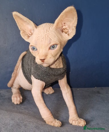 Sphynx cats - Advert 3