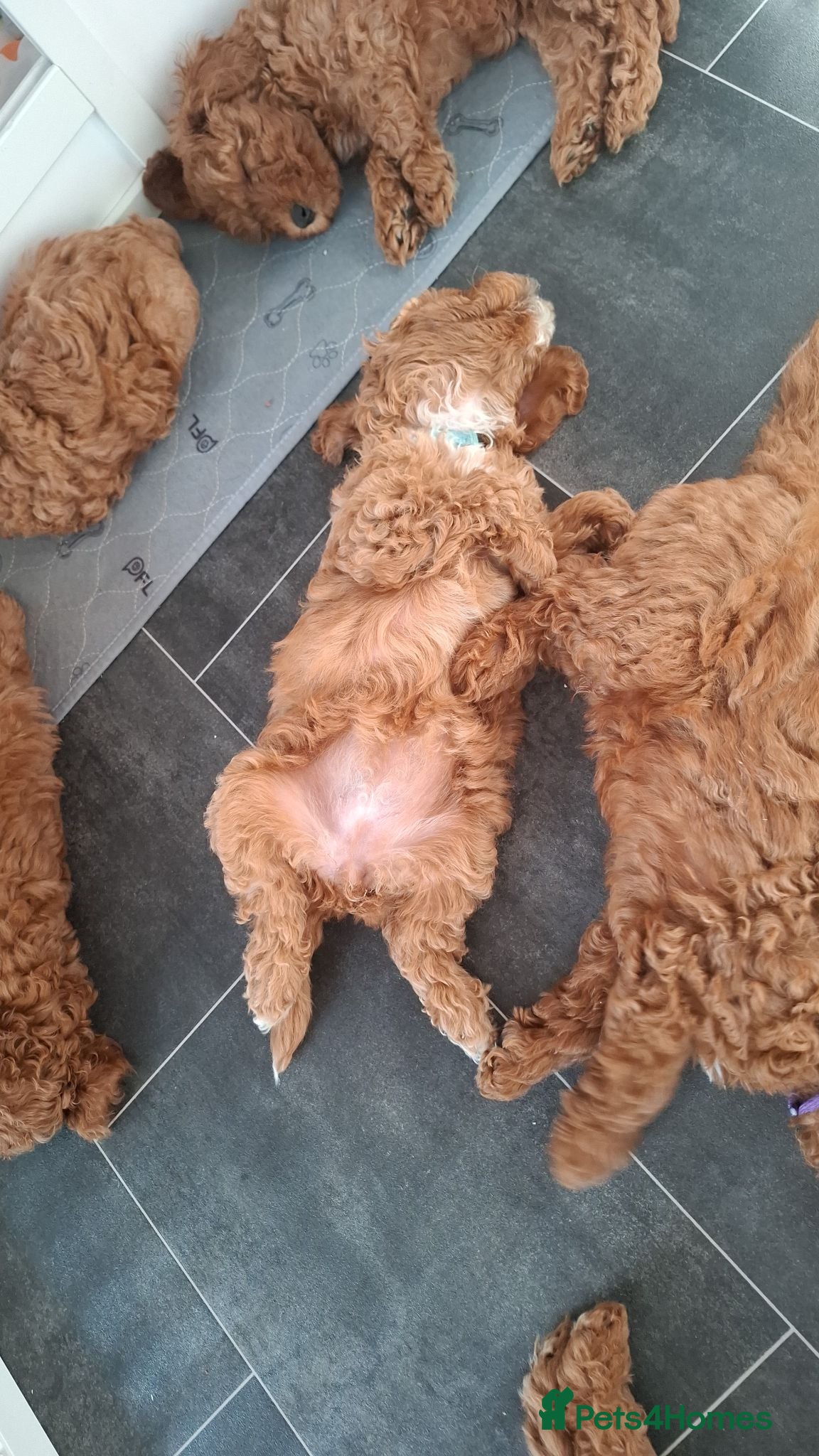 Cavapoo dogs Viewings now. Deep Red Superb Cavapoo pups F1b - Advert 2