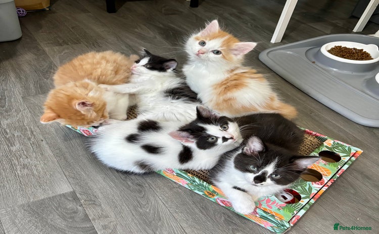 Mixed Breed cats - Advert 13