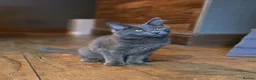Maine Coon cats for sale: Blue Maine coon 1 male 1 female ready to go - Advert 6