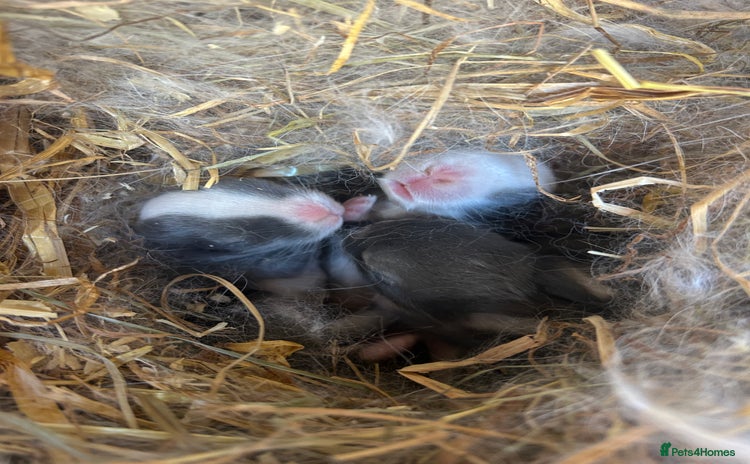 Mini Lop rabbits - Advert 15