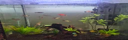 Other/Mixed Breed fish for sale: Fish tank and Fish free to a good home in Whyteleafe - Advert 4