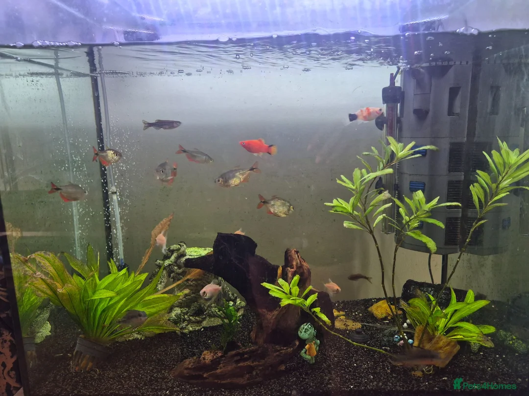 Other/Mixed Breed fish for sale: Fish tank and Fish free to a good home in Whyteleafe - Advert 4