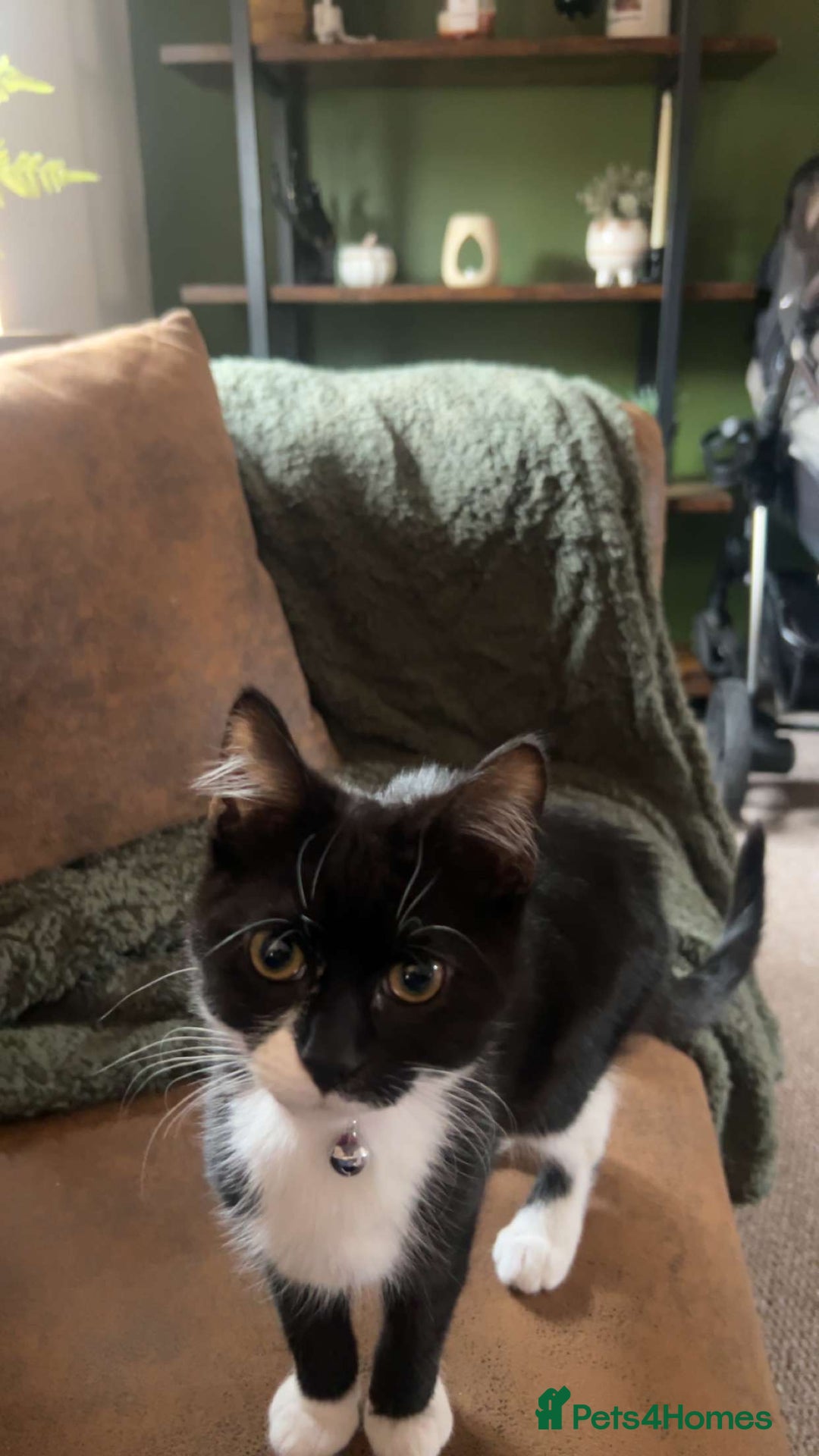 Mixed Breed cats for sale: Two female kittens  - Image 3