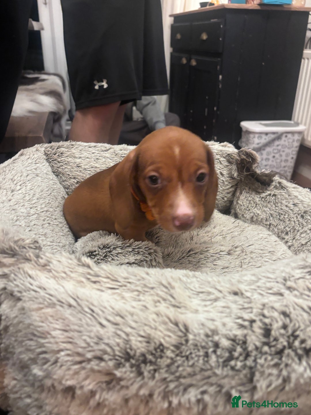 Dachshund dogs for sale: 2 red miniature dachshund puppies - Advert 4