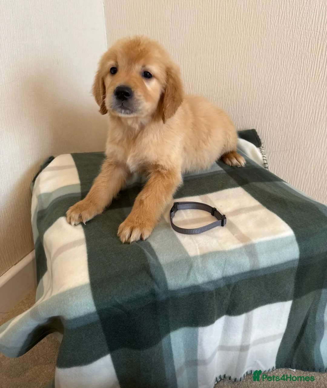 Golden Retriever dogs for sale: Golden retriever puppies - Advert 11