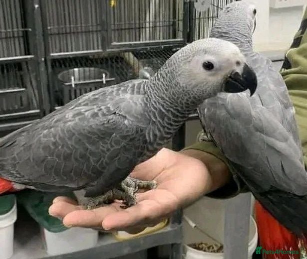 Parrots birds Hand raised African grey parrots. 10 months old - Advert 4