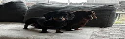 Miniature Dachshund dogs for sale: 2 x female mini dachshunds for sale in Glasgow - Advert 12