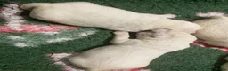 Labrador Retriever dogs for sale: Beautiful Show Type Yellow Labrador Puppies - Advert 4