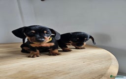 Miniature Dachshund dogs for sale: PRA CLEAR GORGEOUS MIN DACHSHUNDS  - Image 13