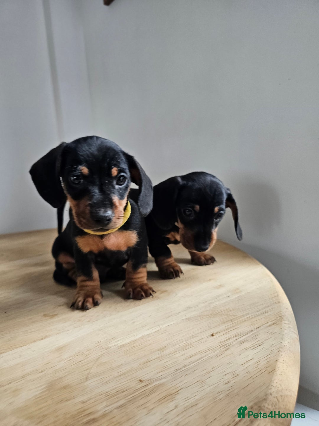 Miniature Dachshund dogs for sale: PRA CLEAR GORGEOUS MIN DACHSHUNDS  - Image 13