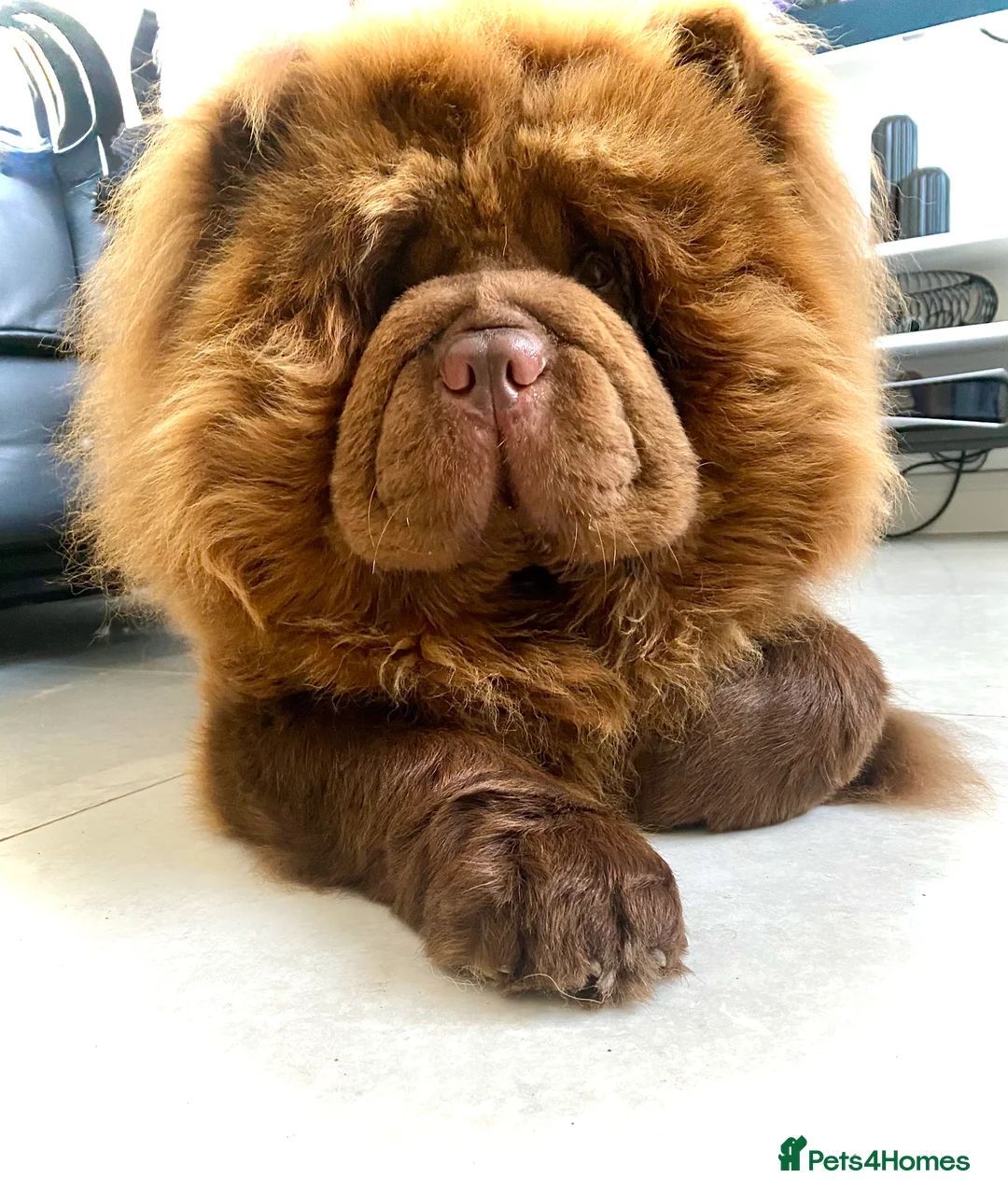 Chow Chow dogs for stud: HERSHEY the famous chocolate carrying blue. in Cheltenham - Advert 2