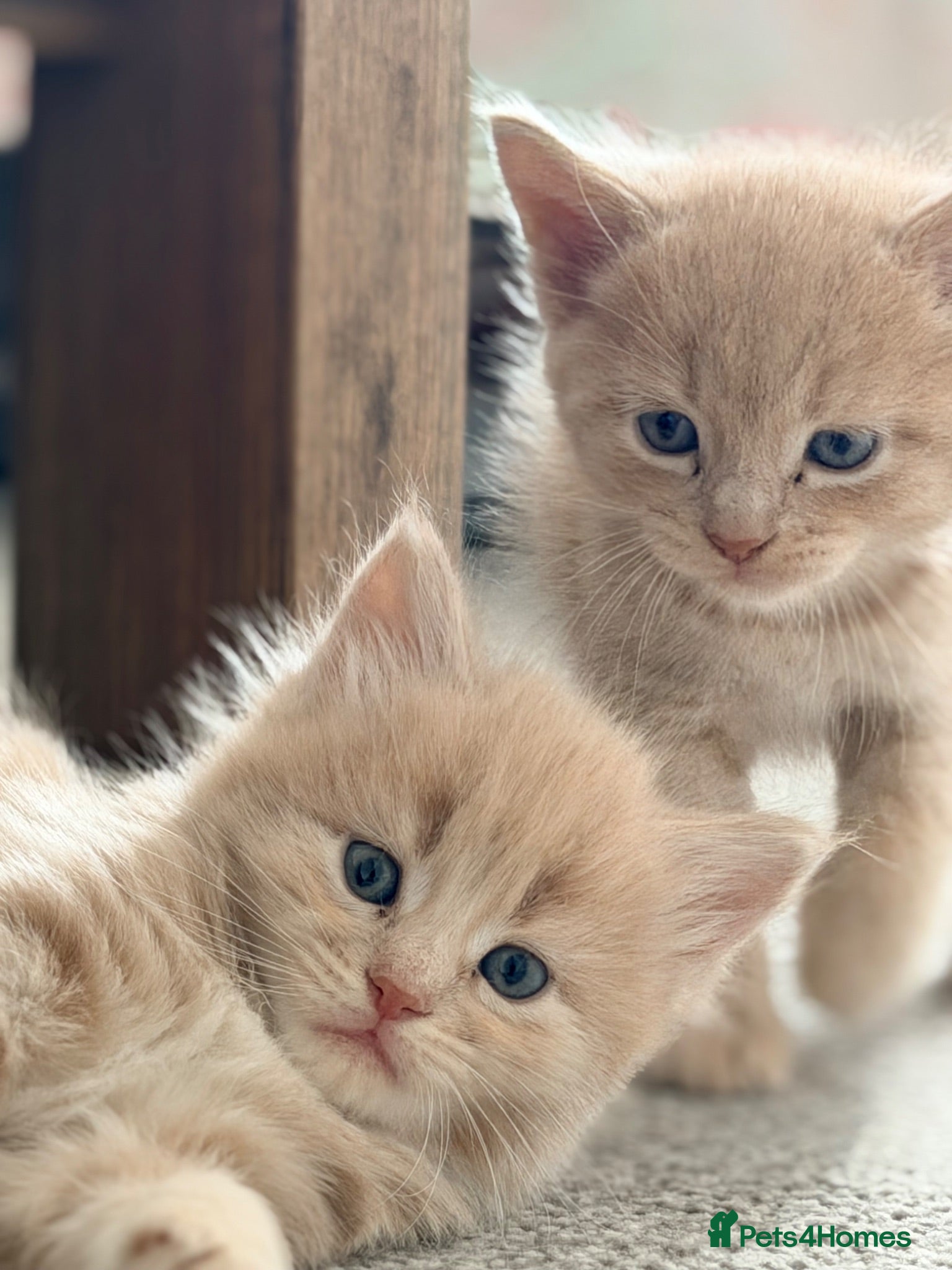 Mixed Breed cats Maine Coon X British shorthair  - Advert 2