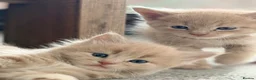Mixed Breed cats for sale: Maine Coon X British shorthair  - Advert 1