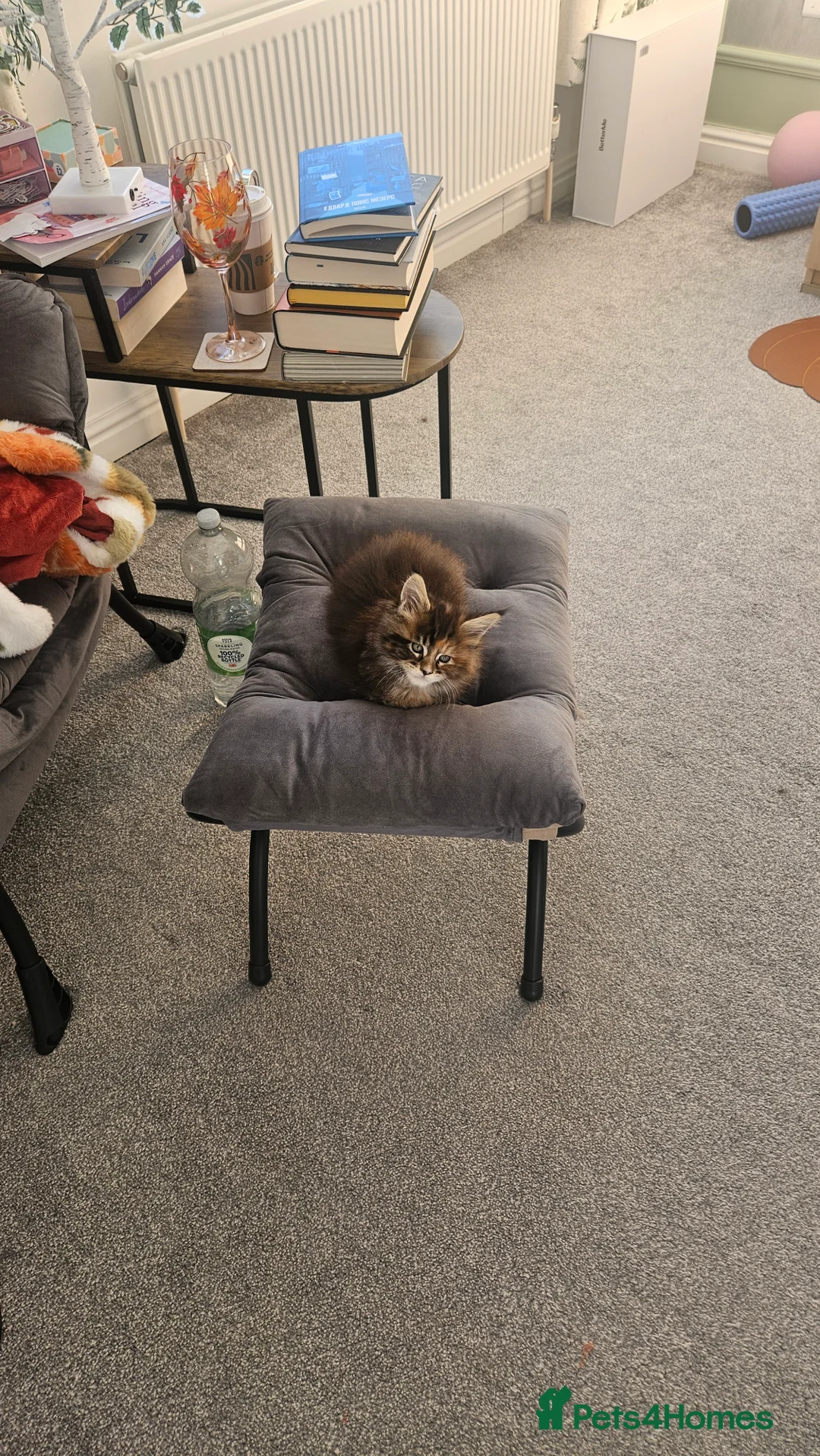 Maine Coon cats for sale: Adorable Main coon kittens - Advert 14