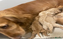 Cockapoo dogs for sale: Pra clear f1 cockpoo - Image 24