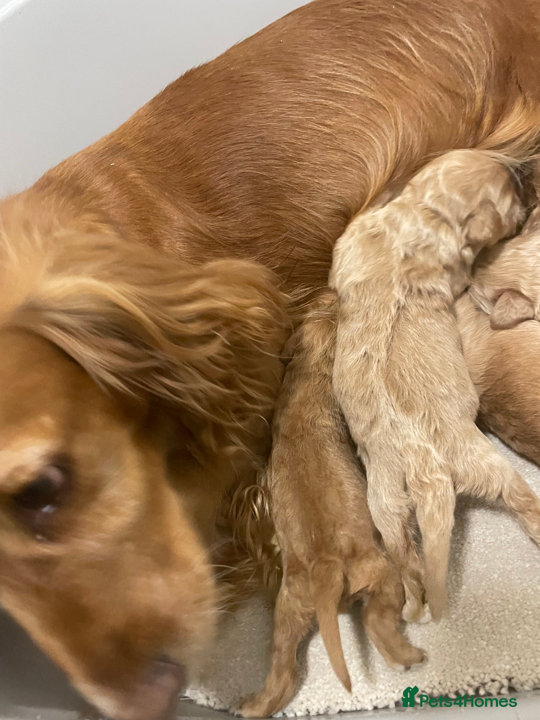 Cockapoo dogs for sale: Pra clear f1 cockpoo - Image 24