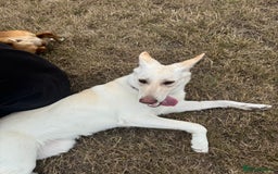 German Shepherd dogs for sale: Regina - Image 4
