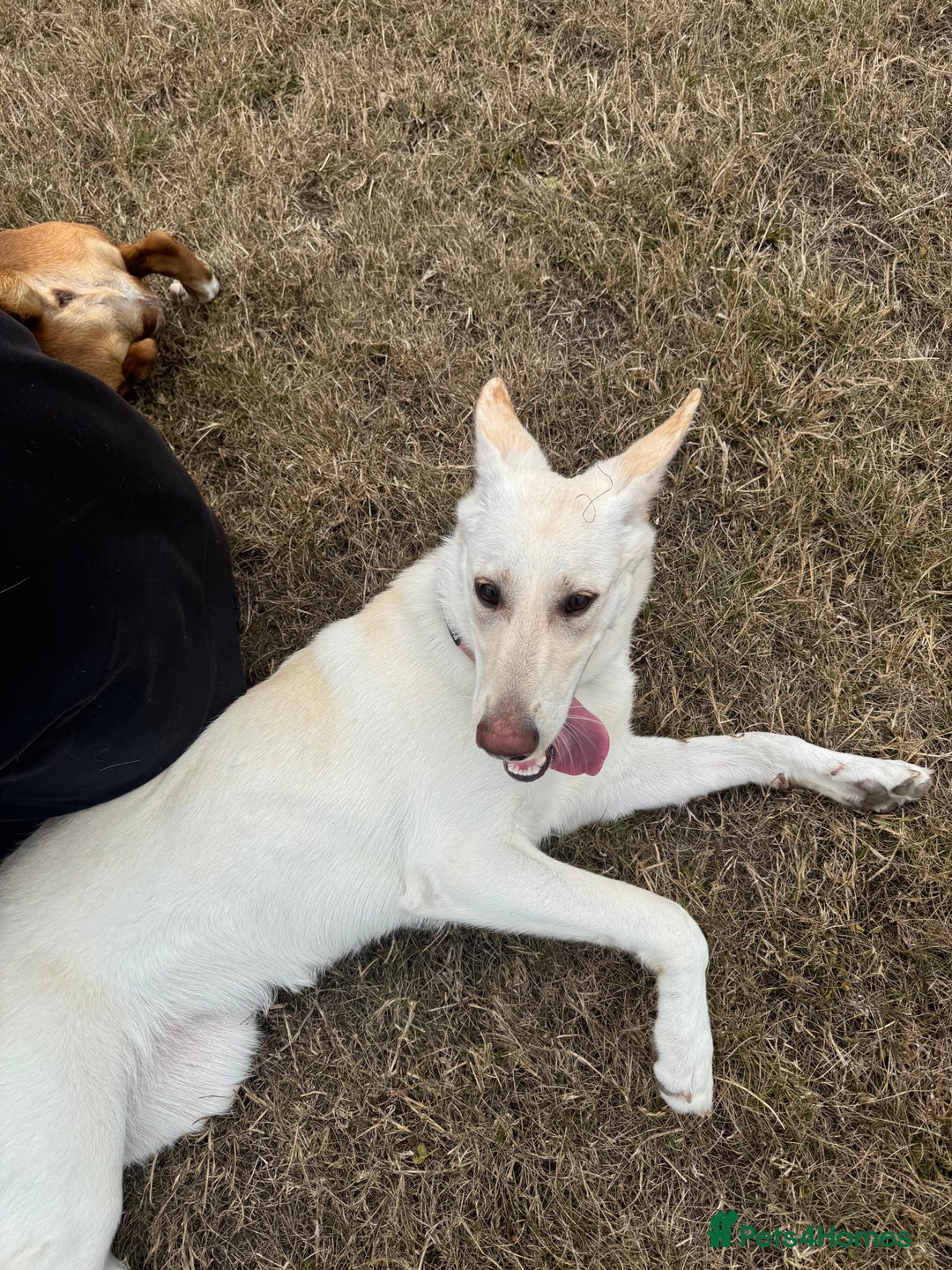 German Shepherd dogs for sale: Regina - Image 4