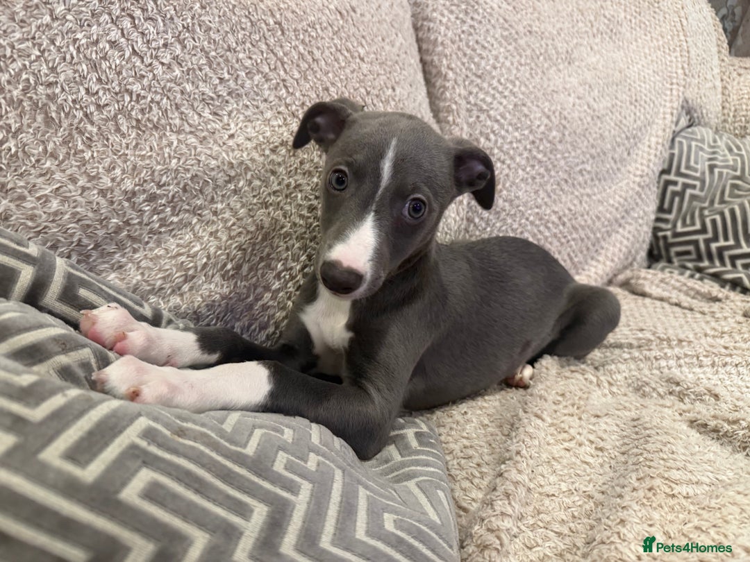 Whippet dogs for sale: Dolly & Walters pups   - Advert 3