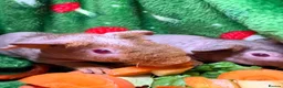 Guinea Pig rodents for sale: Skinny Pig Babies Boy & Girls - Advert 6