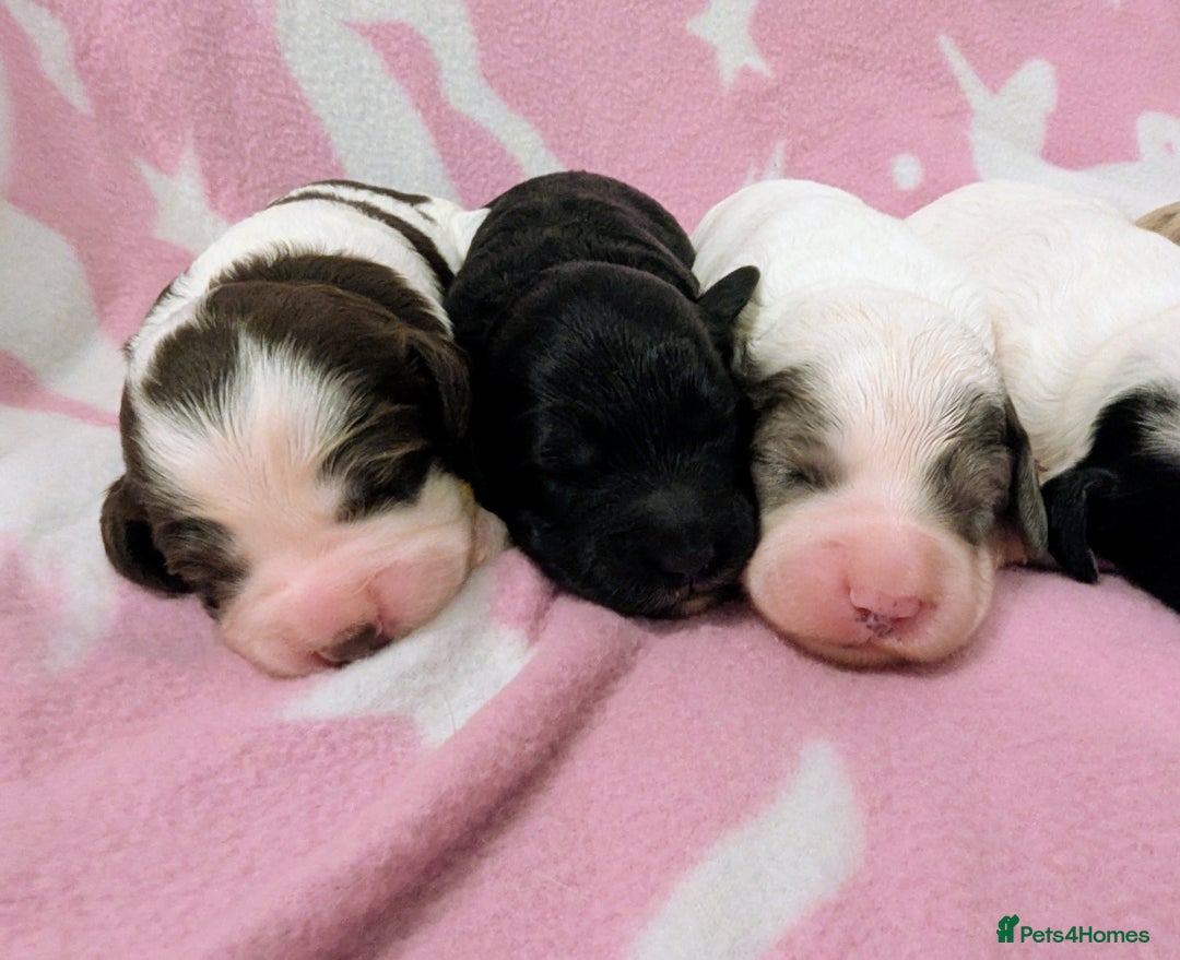 Cockapoo dogs for sale: Stunning Cockapoo Puppies Fully DNA health tested - Advert 3