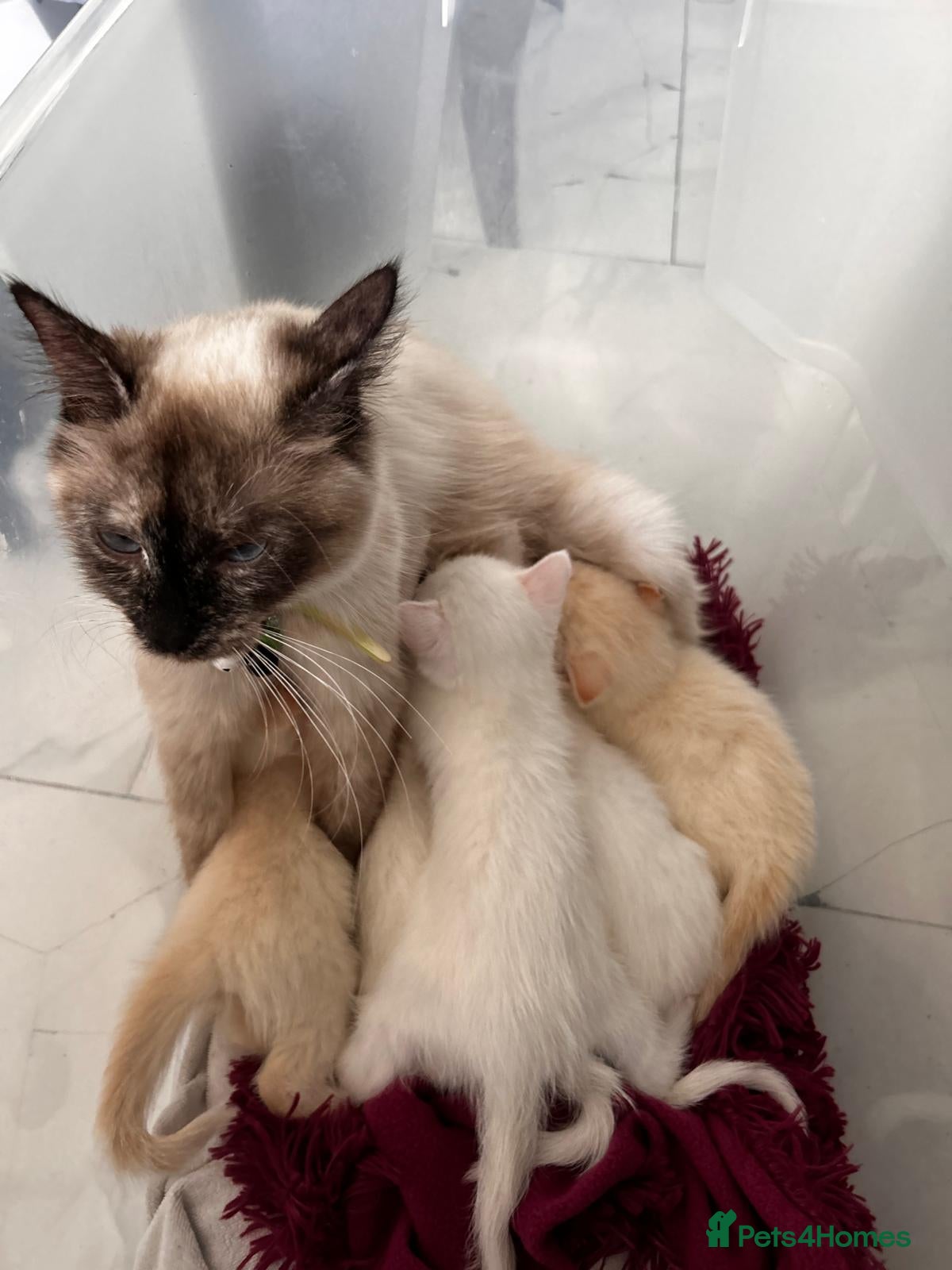 Mixed Breed cats Siamese cat mixed with full white cat  - Advert 1