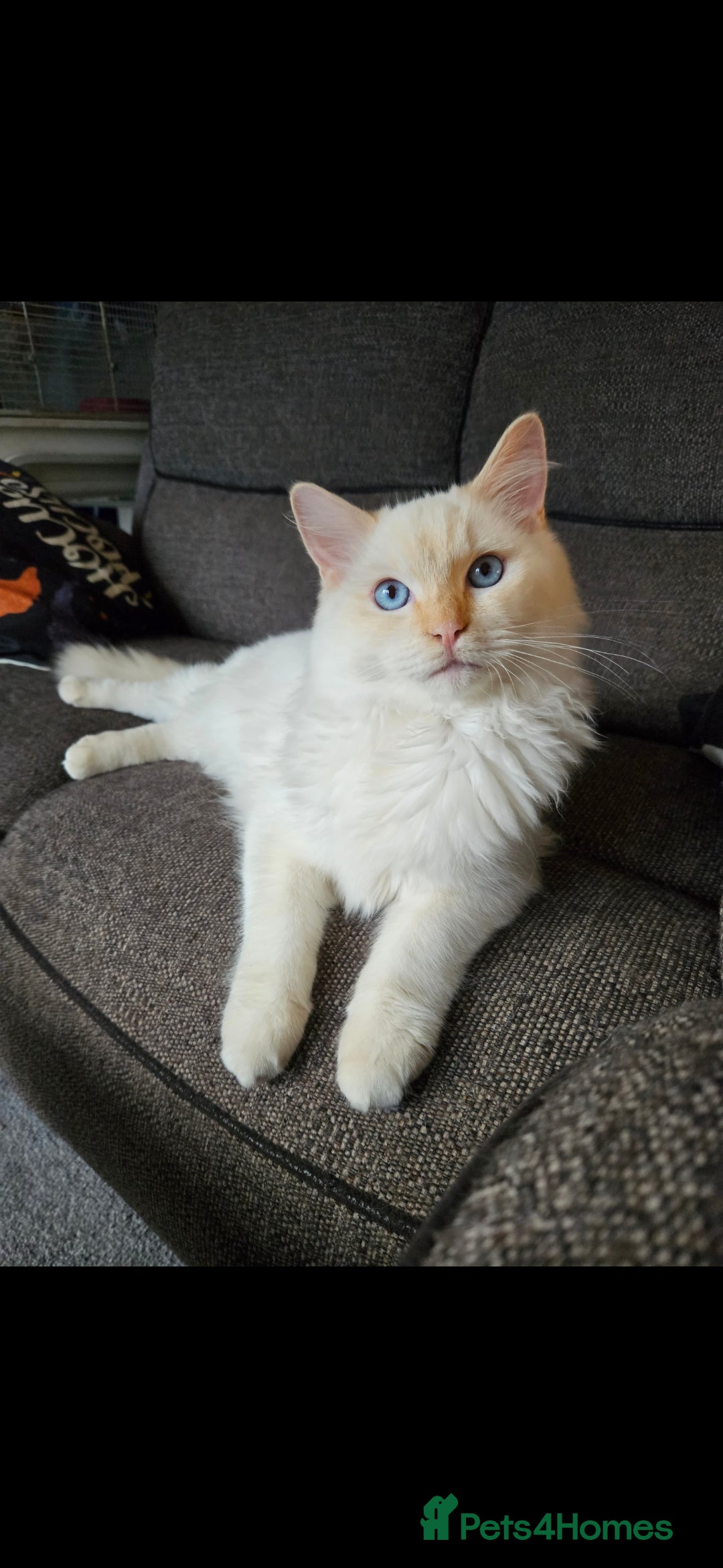 Ragdoll cats for stud: GCCF Active registered cat for stud. - Image 1
