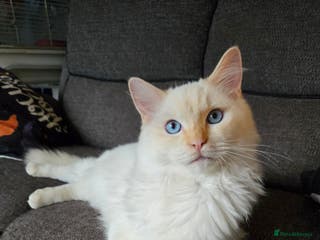 Ragdoll cats GCCF Active registered cat for stud. - Advert 11