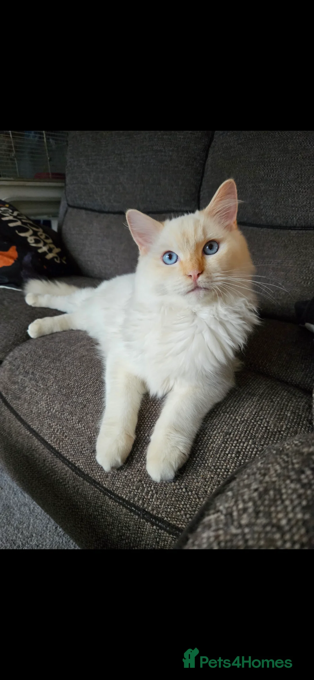 Ragdoll cats for stud: GCCF & TICA Active registered cat for stud. - Advert 1