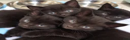 Domestic Shorthair cats for sale: Beautiful Black Kittens – Loving Homes Wanted 🐾 - Advert 2