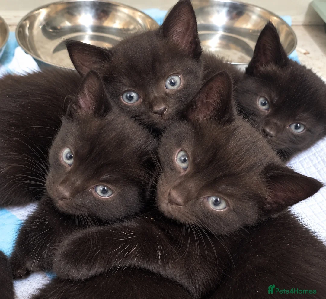 Domestic Shorthair cats for sale: Beautiful Black Kittens – Loving Homes Wanted 🐾 - Advert 2