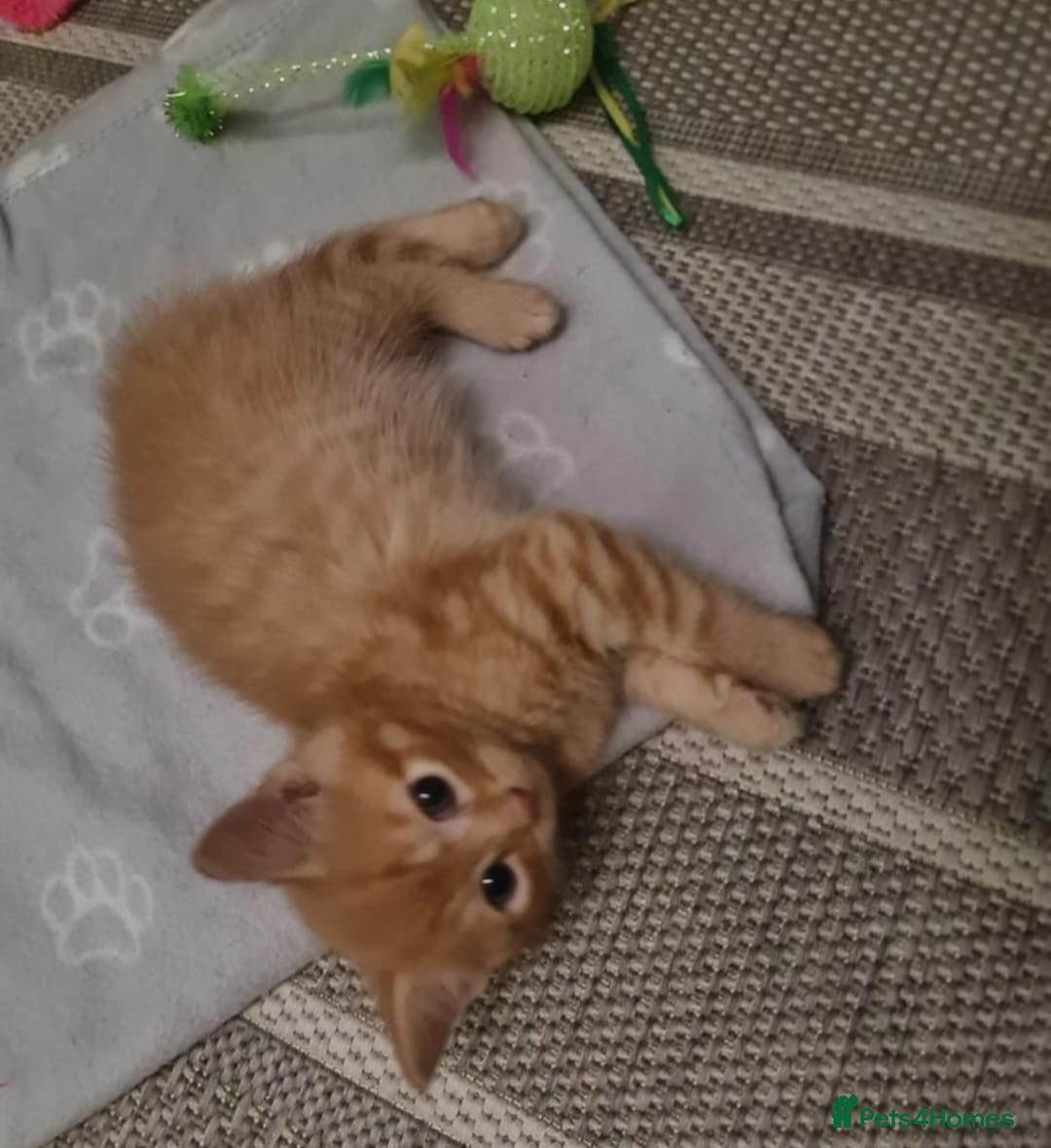 Bengal cats for sale: ** Stunning 😍 2 kittens left ** - Advert 10