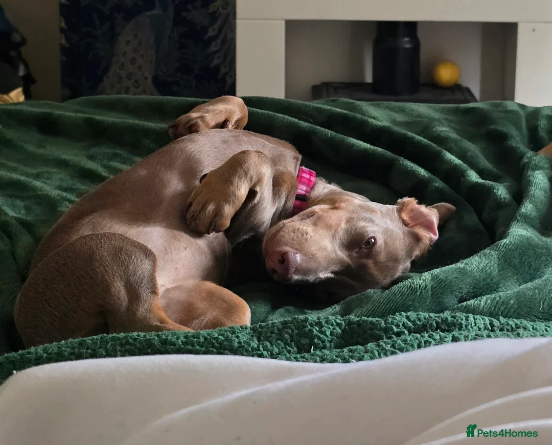 Miniature Dachshund dogs for sale: Mini female dashound  in Bridgnorth - Advert 2