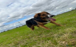 Mixed Breed dogs for sale: Ed our lovable family dog  - Image 2
