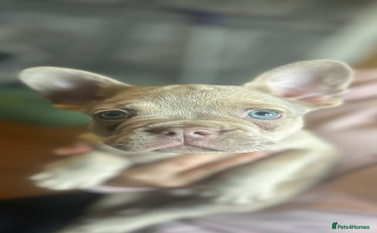 French Bulldog dogs - Advert 14