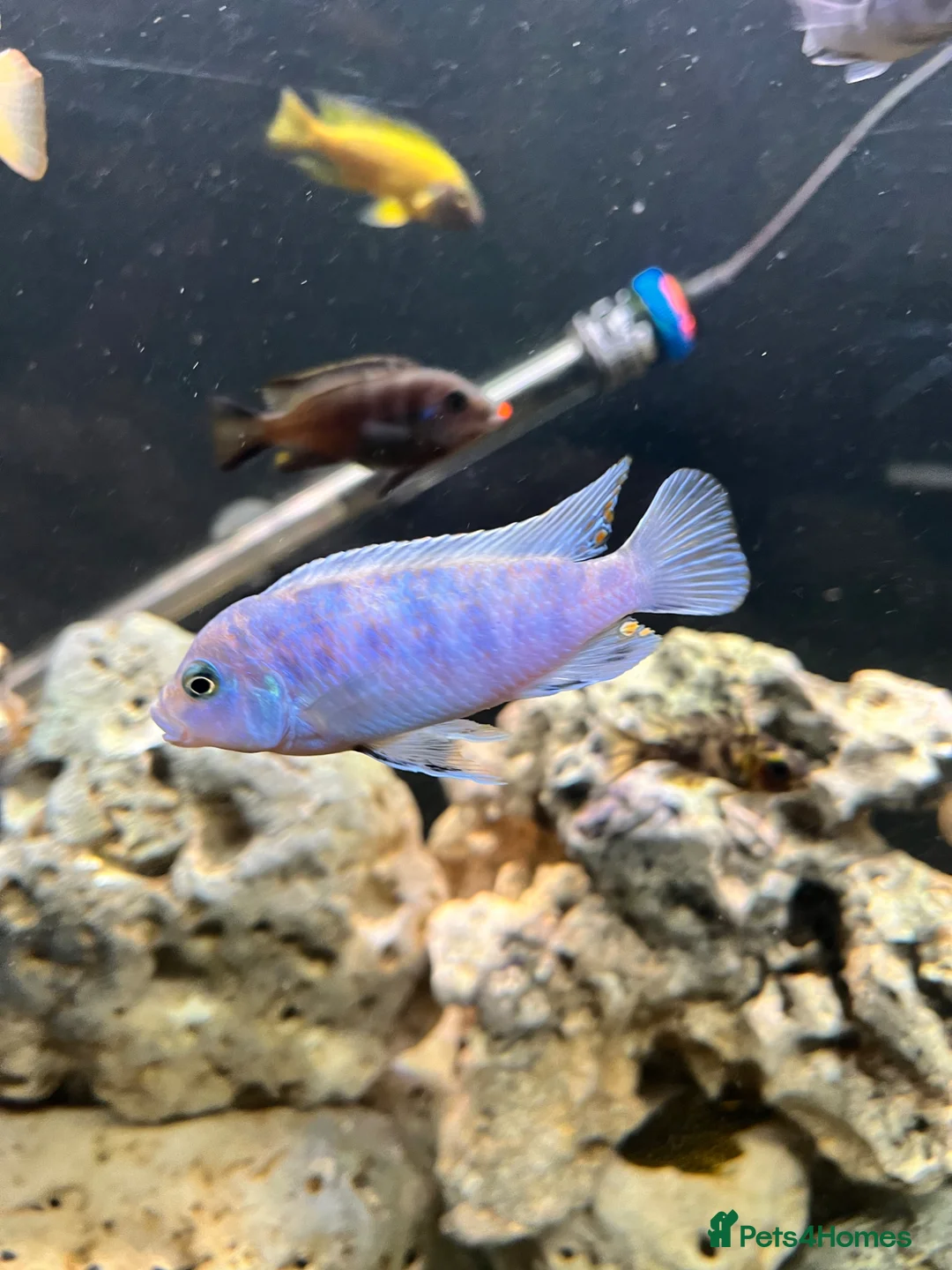 Cichlids fish for sale: Mbuna ob and demasoni cichlids in Manchester - Advert 2