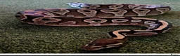 Python Snake reptiles for sale: Potential breeding pair - Advert 4